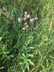 Cirsium arvense