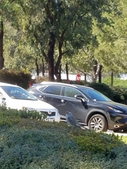 Zonotrichia leucophrys