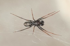 Neriene furtiva
