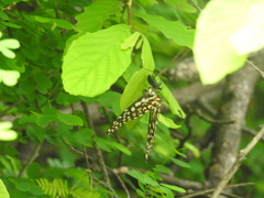 Papilio demoleus