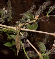 Henrya insularis