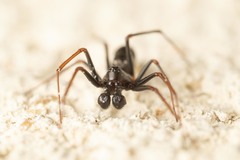Neriene furtiva