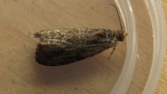 Olethreutes permundana