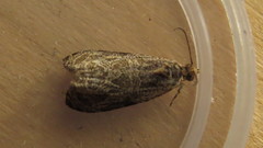 Olethreutes permundana