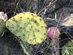 Opuntia × demissa