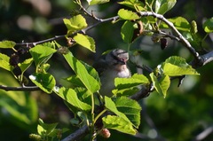 Vireo altiloquus