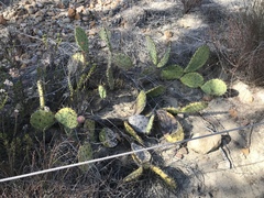 Opuntia × demissa