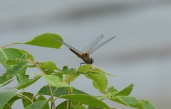 Urothemis signata