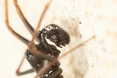 Neriene furtiva
