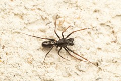 Neriene furtiva