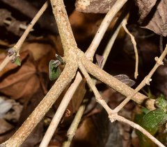 Henrya insularis