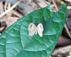 Perophthalma tullius