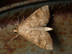 Udea fulvalis