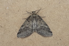 Tephronia lhommaria