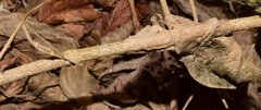 Henrya insularis