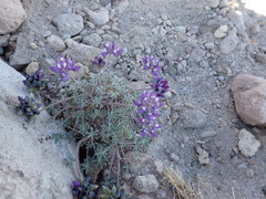 Lupinus lepidus lobbii