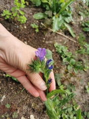 Echium vulgare