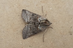 Abrostola tripartita