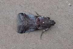 Acrobasis suavella