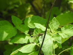 Orthetrum sabina
