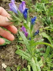 Echium vulgare