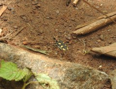 Cicindela calligramma