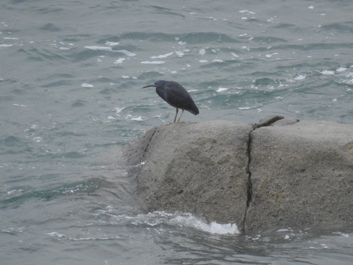 Egretta sacra