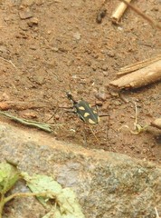 Cicindela calligramma