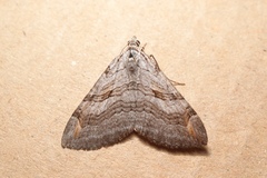 Aplocera efformata