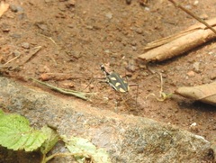 Cicindela calligramma