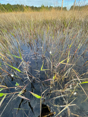 Sagittaria isoetiformis