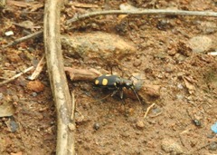 Cicindela bicolor