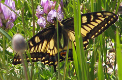 Papilio machaon hudsonianus