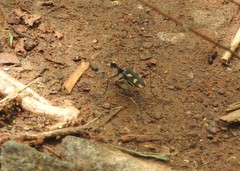 Cicindela calligramma