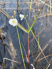 Sagittaria isoetiformis