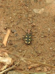 Cicindela calligramma