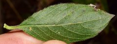 Henrya insularis