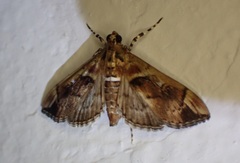 Sathria internitalis