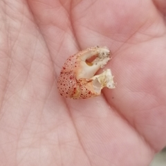 Hemigrapsus sanguineus