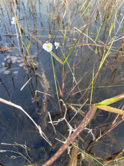 Sagittaria isoetiformis