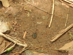 Cicindela calligramma