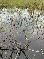 Sagittaria isoetiformis