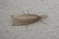Chilo phragmitella