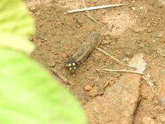 Cicindela bicolor