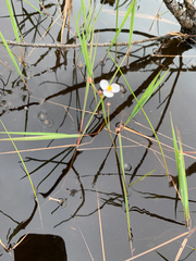 Sagittaria isoetiformis