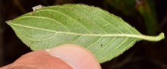 Henrya insularis