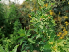 Euphorbia hirsuta