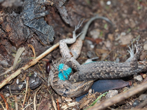 Tree Lizard, Urosaurus ornatus