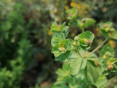 Euphorbia hirsuta