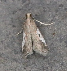 Alpheioides parvulalis